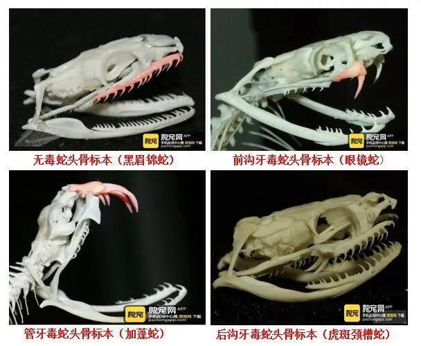 家属质疑医院延误救治！当地卫健委介入！AG真人平台app女子三亚疑被蛇咬身亡(图3)